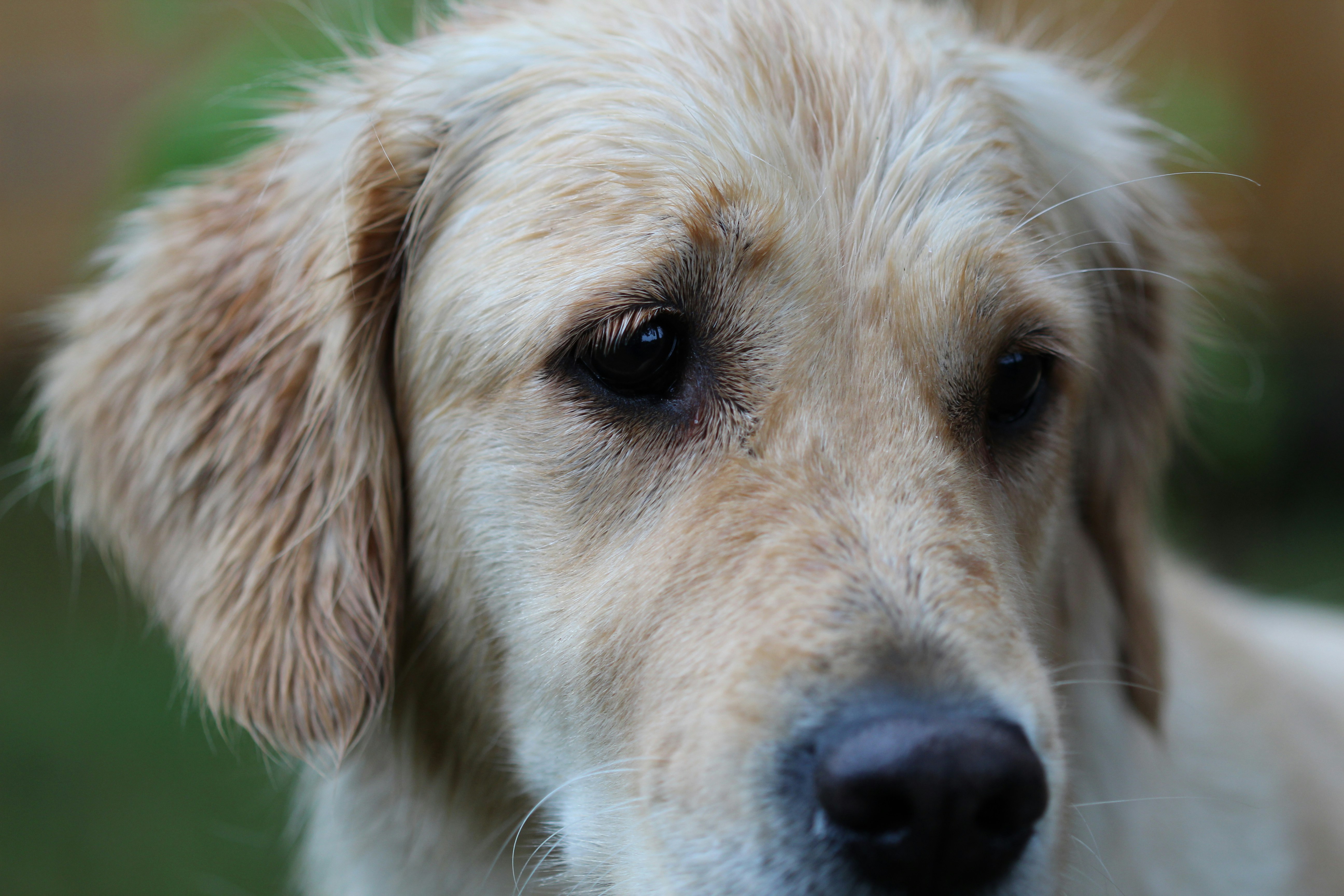 golden retriever puppy macro photography